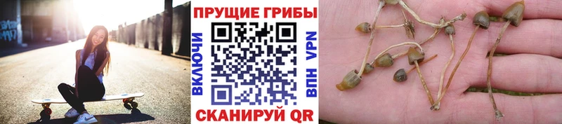 Псилоцибиновые грибы GOLDEN TEACHER дарнет шоп Кириллов